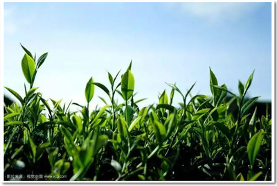 諾爾重磅發(fā)布 全球唯一綠茶高分子吸水樹脂亮相，茶葉廢棄物迎來終極價(jià)值變現(xiàn)